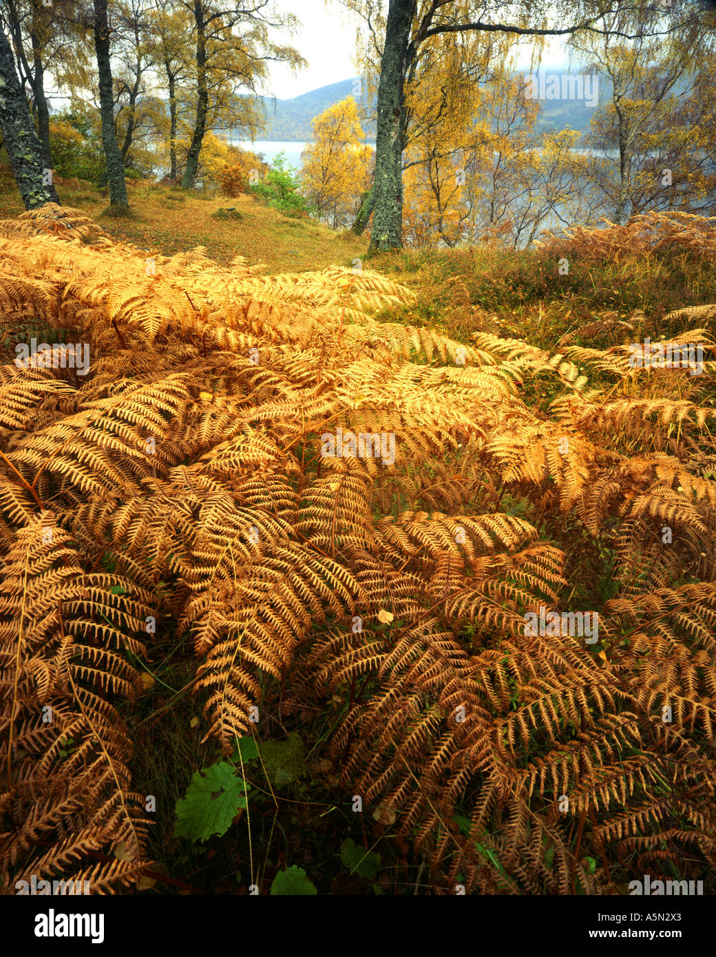 GB - Schottland: Herbst Wald entlang Loch Rannoch Stockfoto