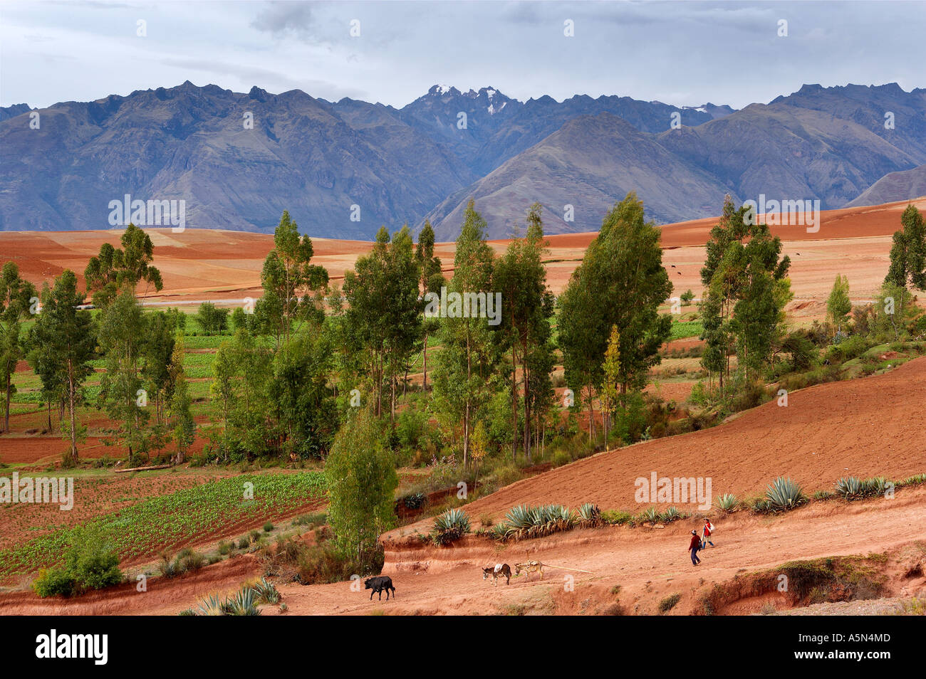 Landwirte mit Eseln Stier Ackerland nr Marras mit Mt Chicon und Urubamaba-Cordillera über Sacred Valley nr Cusco Peru Stockfoto