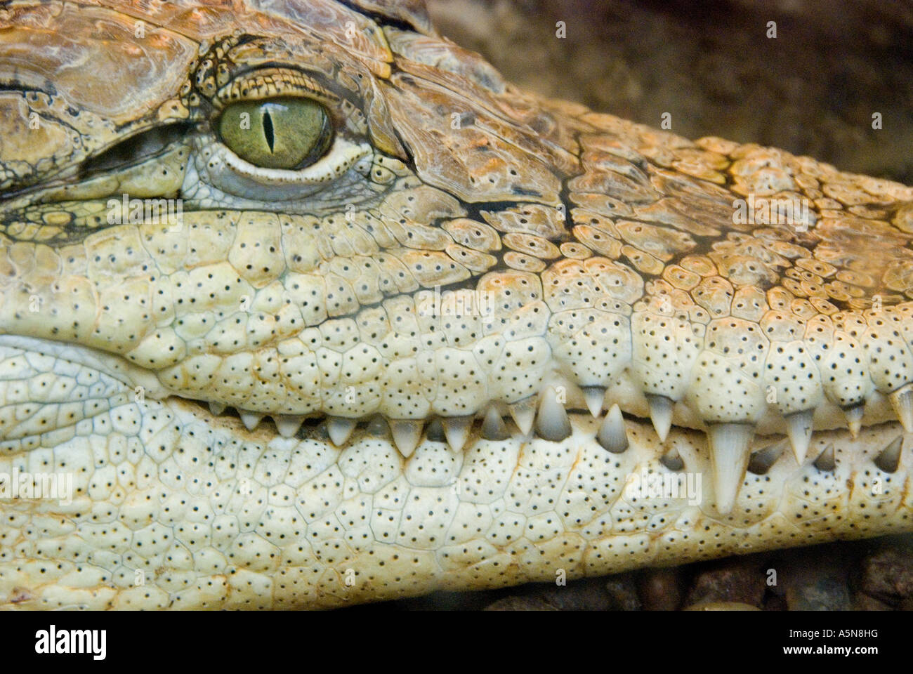 Krokodil Crocodylus Stockfoto