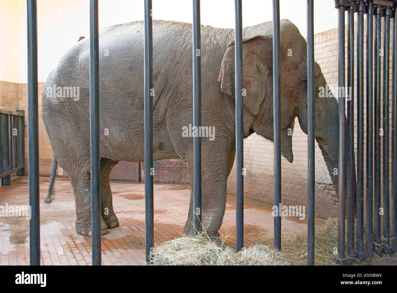 Gefangener Jumbo Elephans maximus Stockfoto