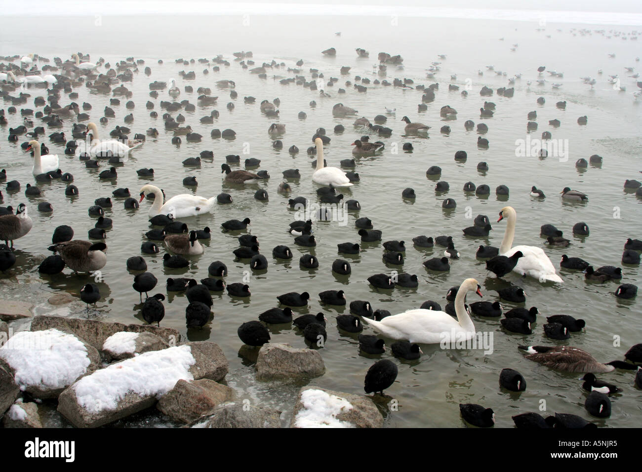 Herde von Schwänen und Wasservögel versammeln sich am Ufer des zugefrorenen Starnberger See Bayern Deutschland Stockfoto