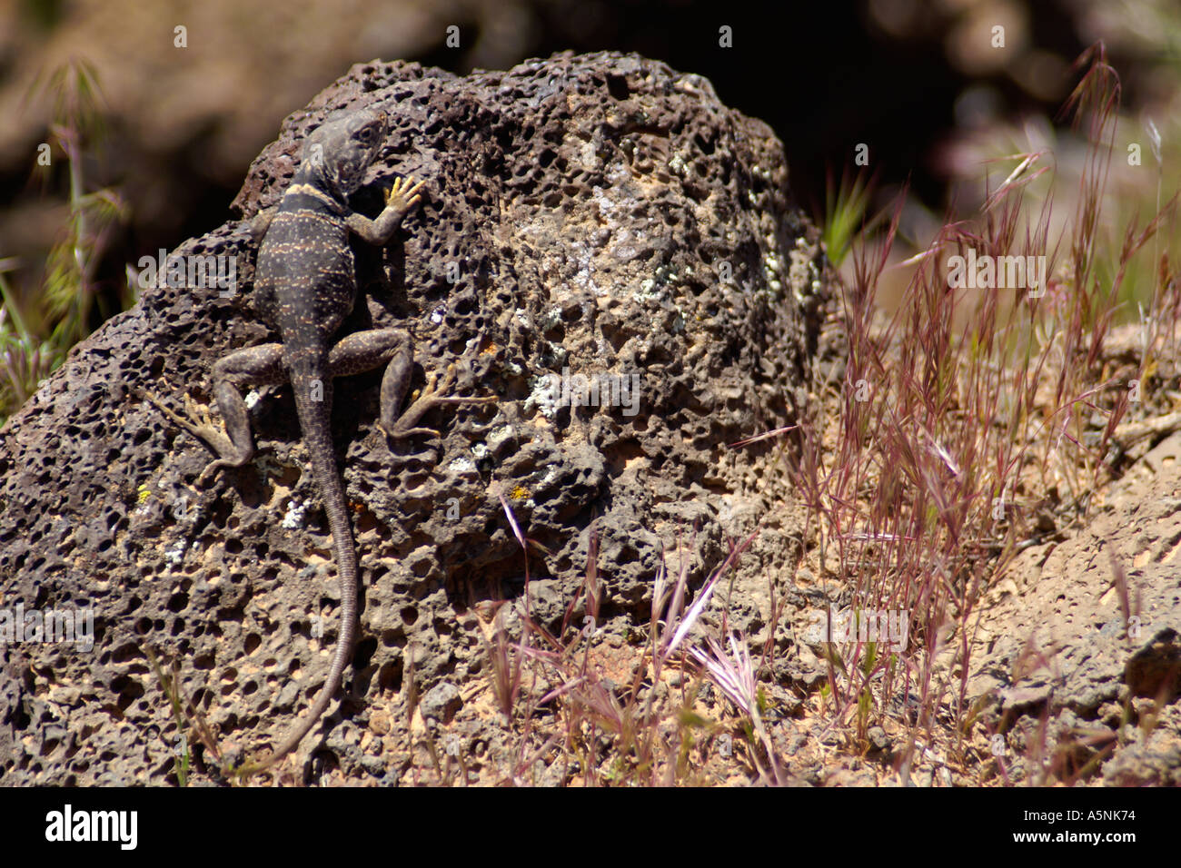 Collared Eidechse Crotaphytus Collaris Süd-utah Stockfoto Collared Eidechse Crotaphytus Collaris Süd-utah Stockfoto