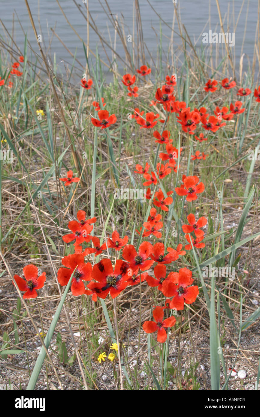 Mohn, Papaver, Schwarzmeerküste, Bulgarien Stockfoto