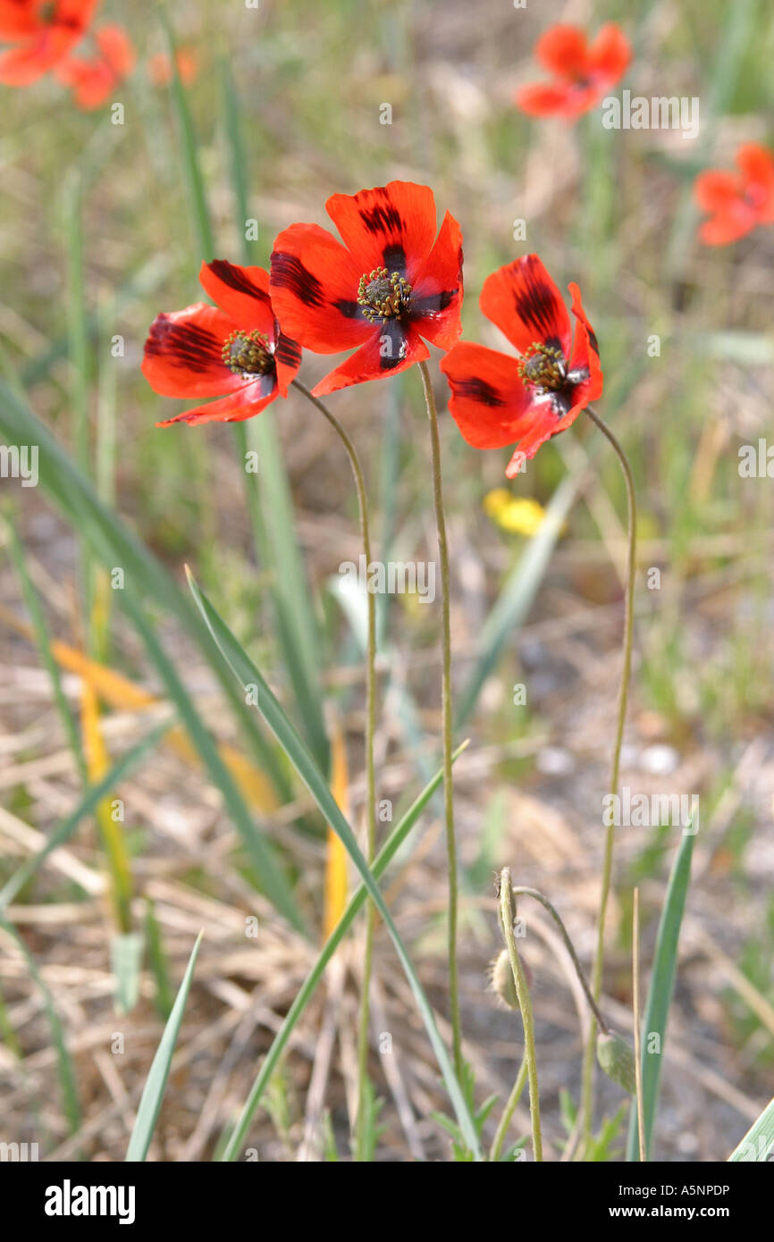 Mohn, Papaver, Schwarzmeerküste, Bulgarien Stockfoto