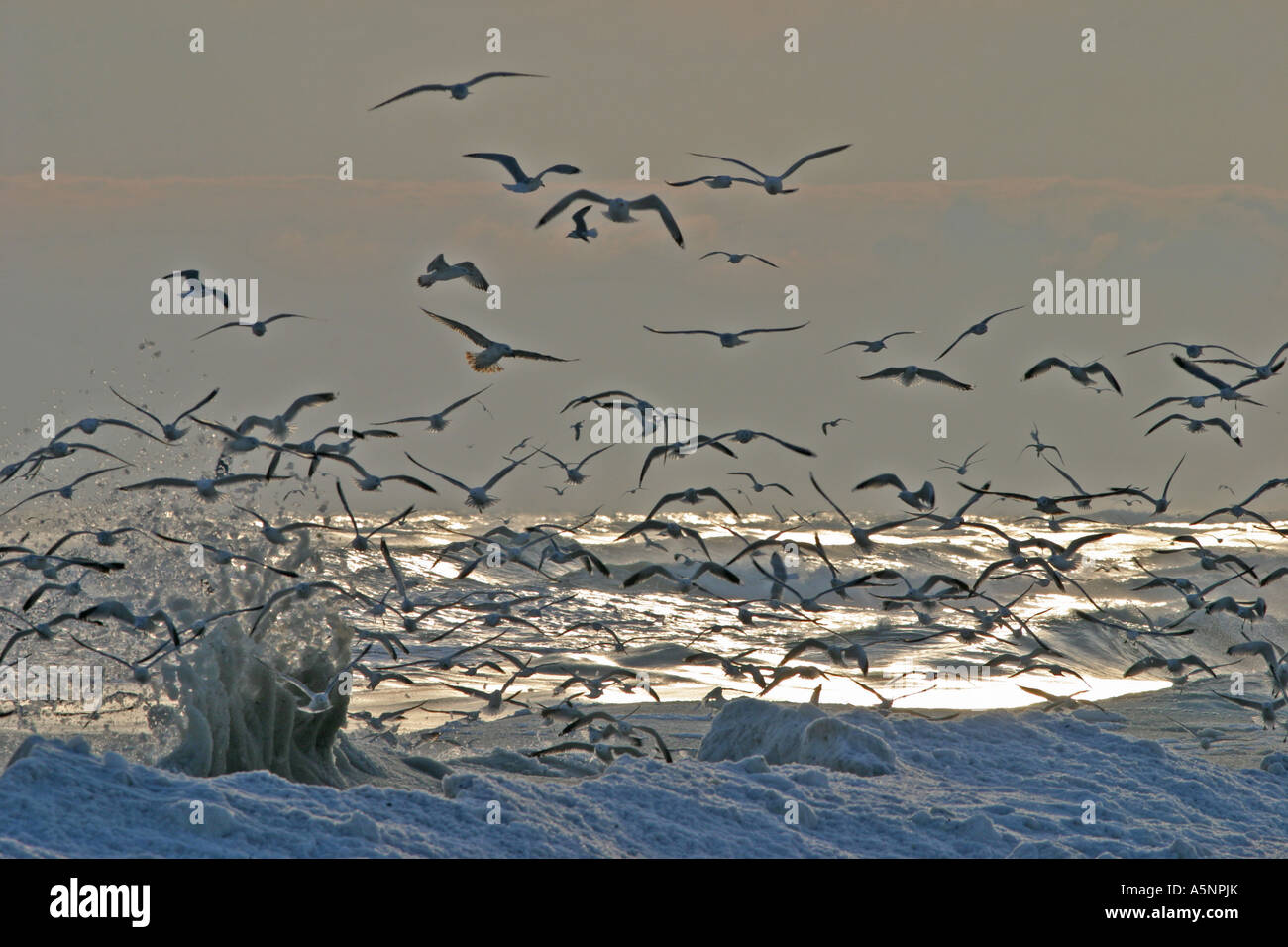 Schwarzmeer-Küste von Winter-Meer mit Wellen, Schneeverwehungen und fliegende Vögel, Bulgarien Stockfoto