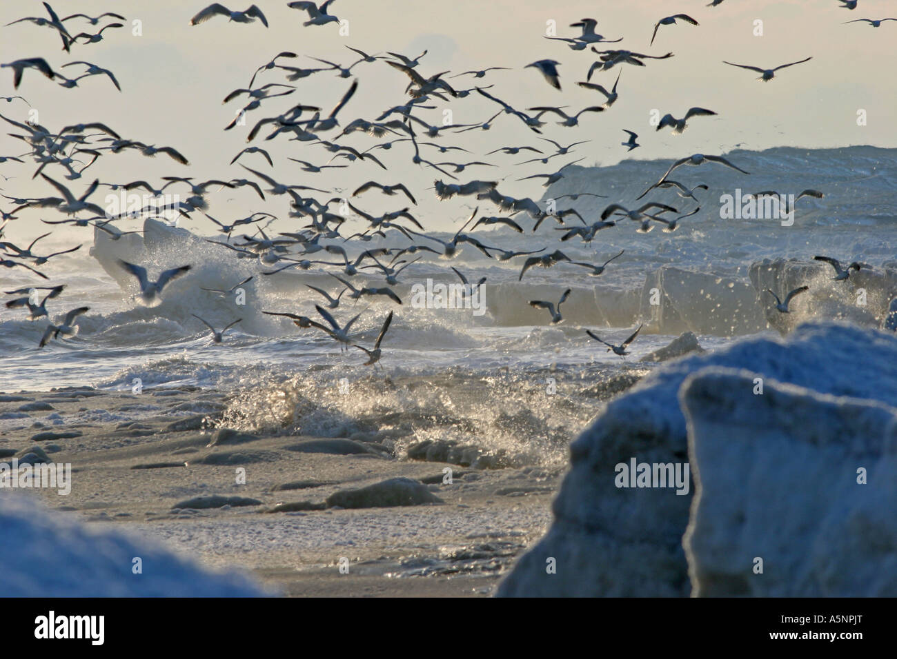 Schwarzmeer-Küste von Winter-Meer mit Wellen, Schneeverwehungen und fliegende Vögel, Bulgarien Stockfoto