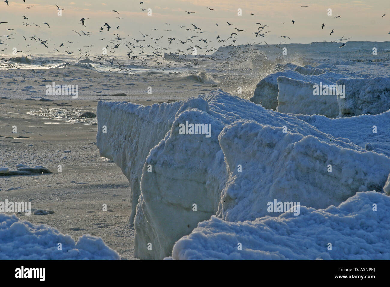 Schwarzmeer-Küste von Winter-Meer mit Wellen, Schneeverwehungen und fliegende Vögel, Bulgarien Stockfoto