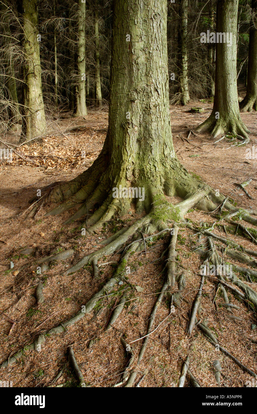 Freiliegende Baumwurzeln in der Nähe von Wales Wales Stockfoto