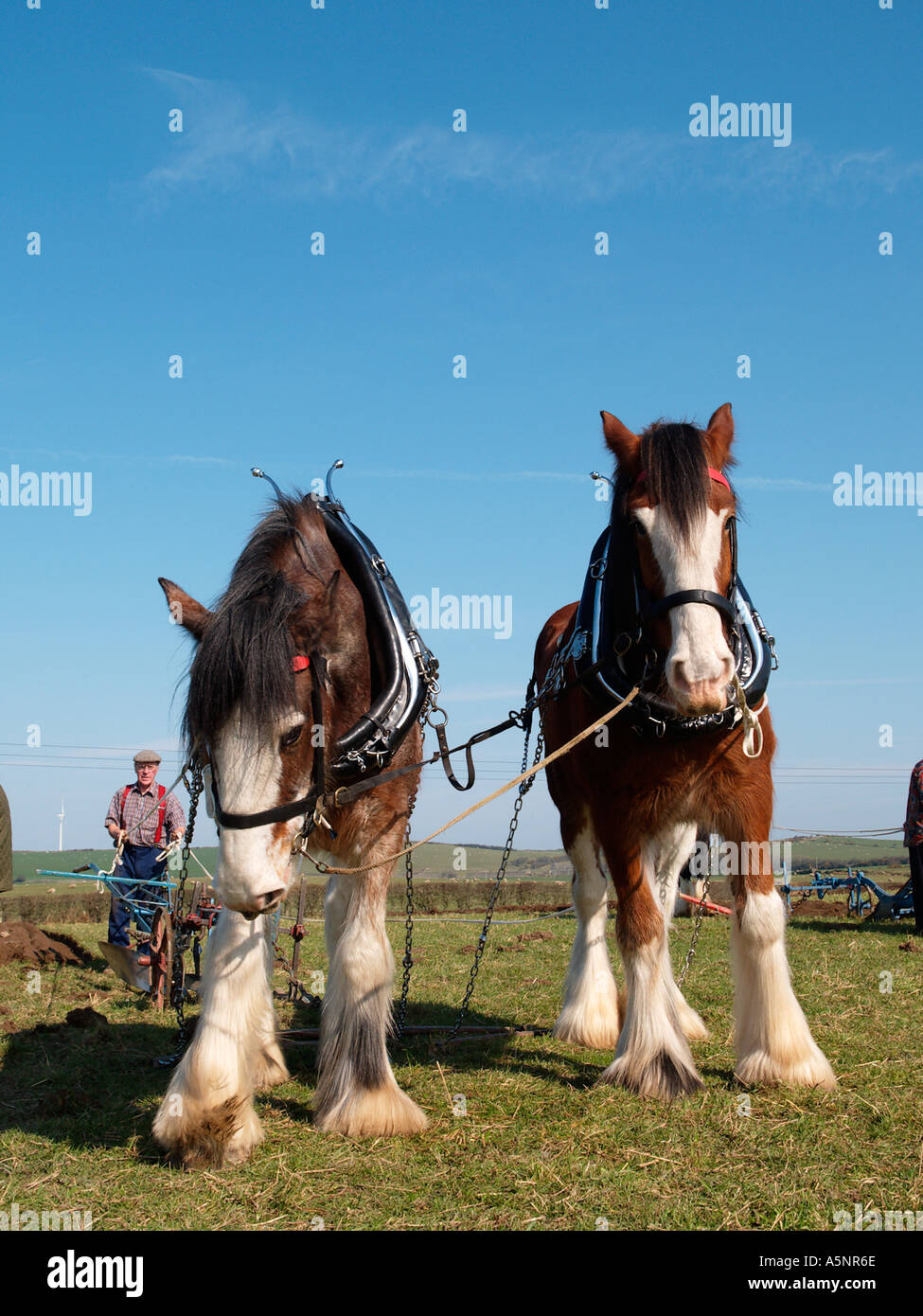 Paar von Shire Horses ziehen Vintage hand Pflug bei Vintage Pflügen Match North Wales UK Stockfoto