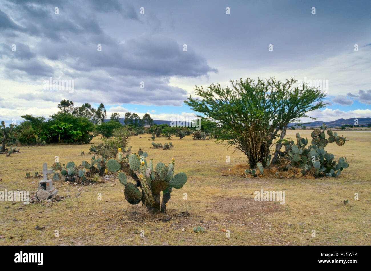 Feigenkaktus in Halbwüste in Sierra Madre Occidental in der Nähe von Dolores Hidalgo, Mexiko Stockfoto