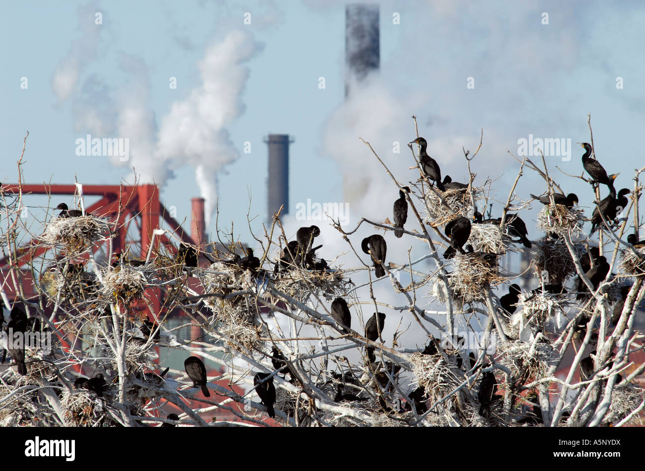 Industrie & Ökologie Konflikt Stockfoto