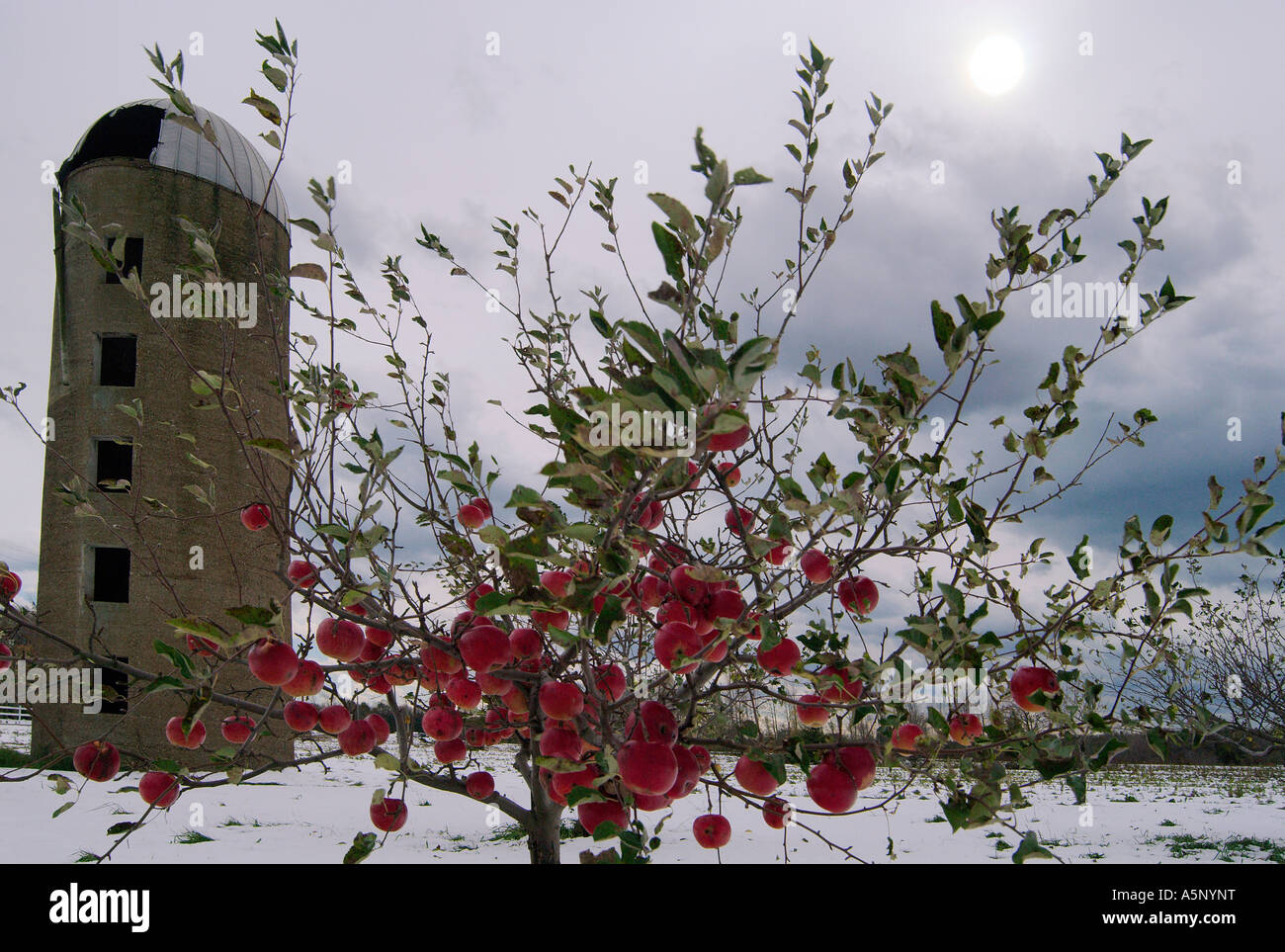 Schaden von dem Schneesturm Stockfoto