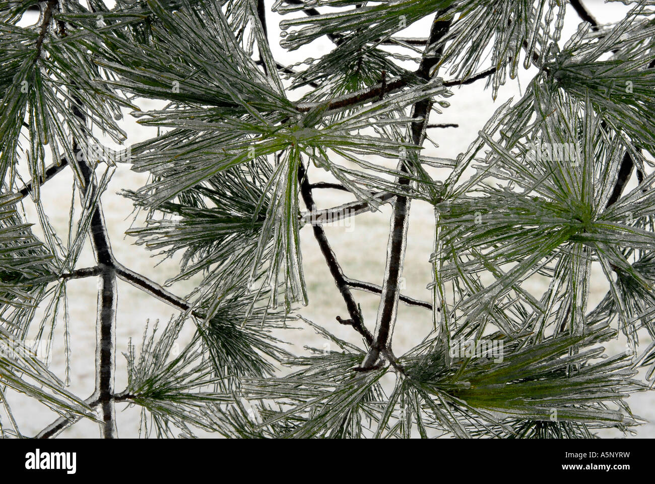 Eis bedeckt Kiefer Bäume Brunch nach einem Eissturm Stockfoto