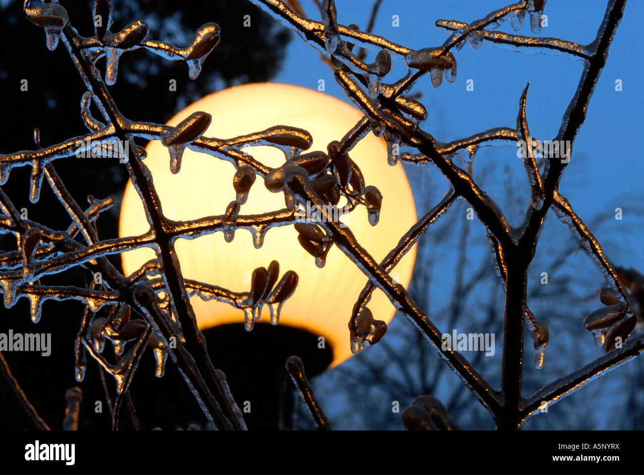 Eis bedeckt Äste und Straßenlaterne Stockfoto