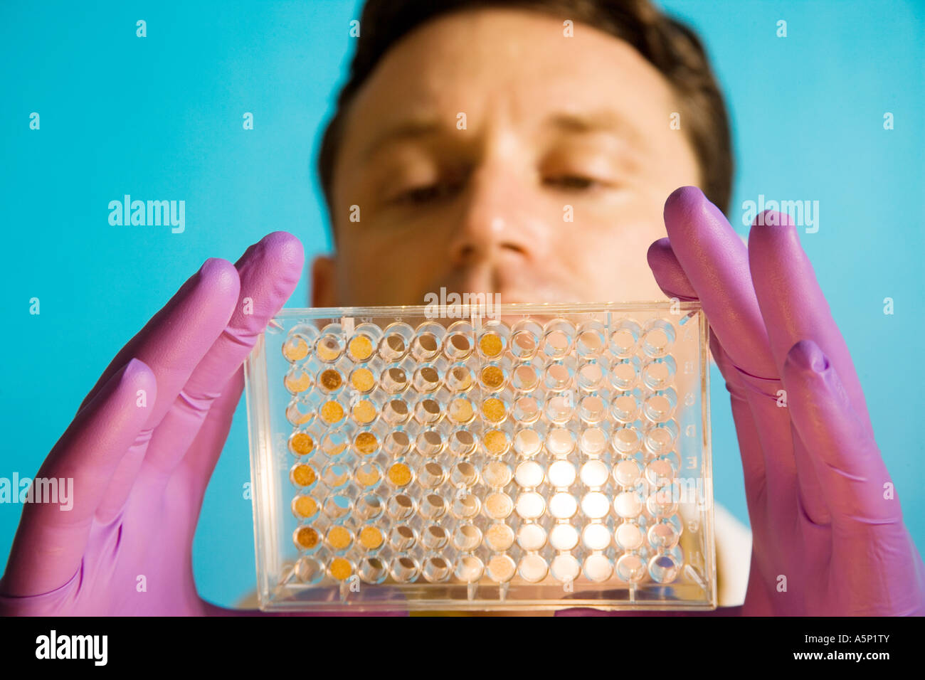 Forscher überprüft visuell Mikrotiterplatte in der Forschung verwendet. Stockfoto