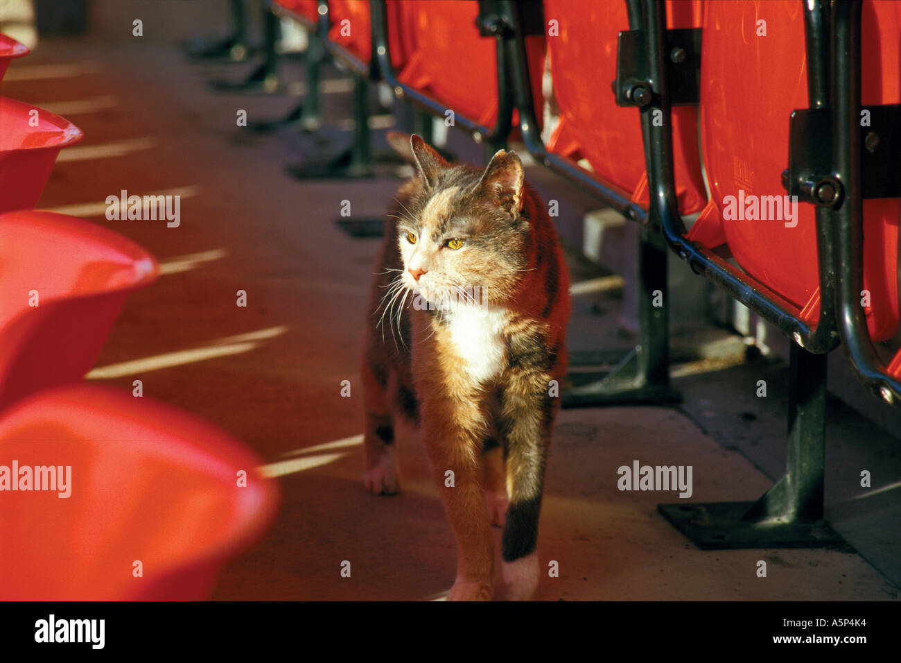 Eine alte Katze lebt in Wrexham Fußballstadion und eine lokale Berühmtheit geworden. Stockfoto