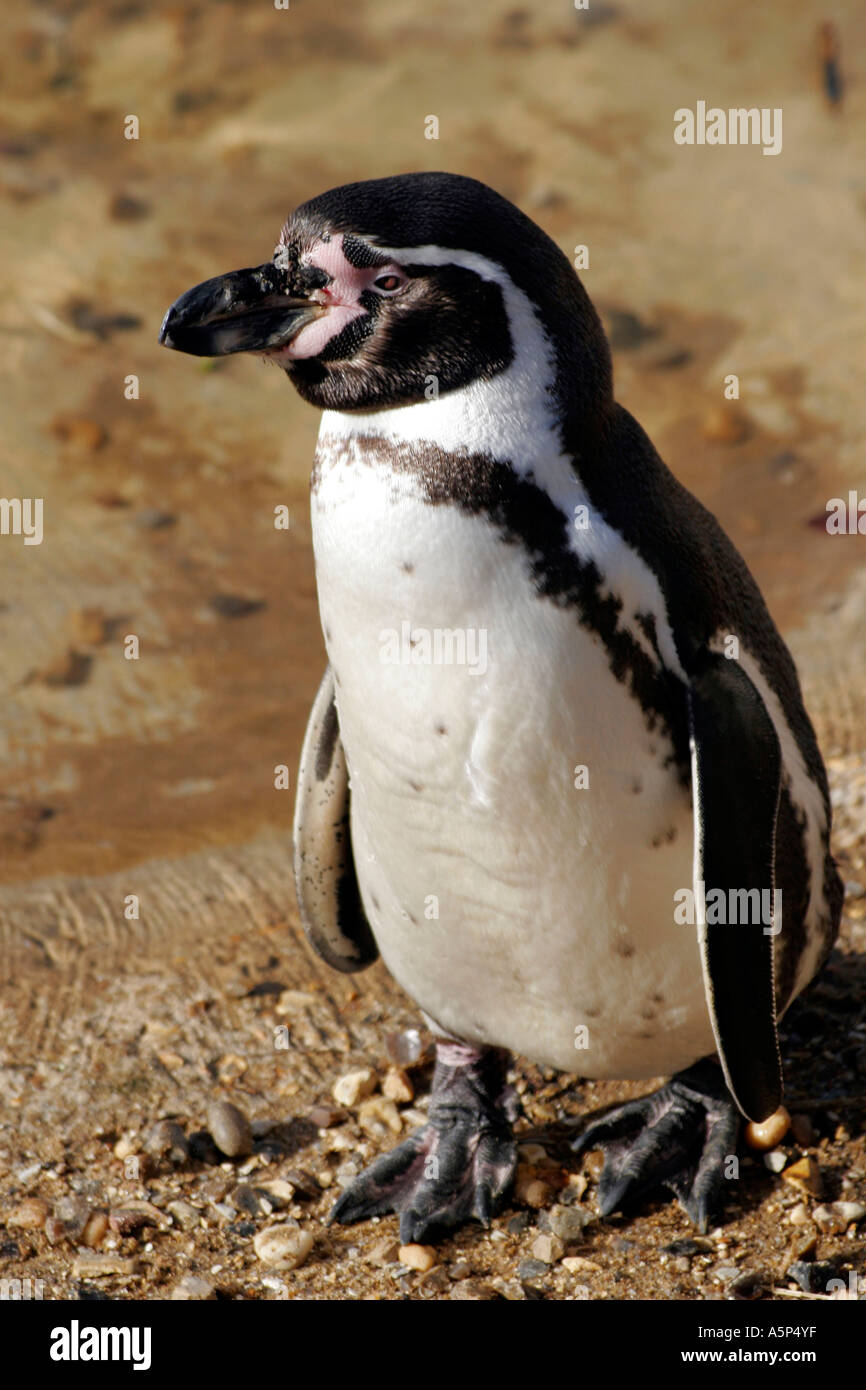 TIERWELT. SPHENISCUS HUMBOLDTI. HUMBOLDT-PINGUIN Stockfoto