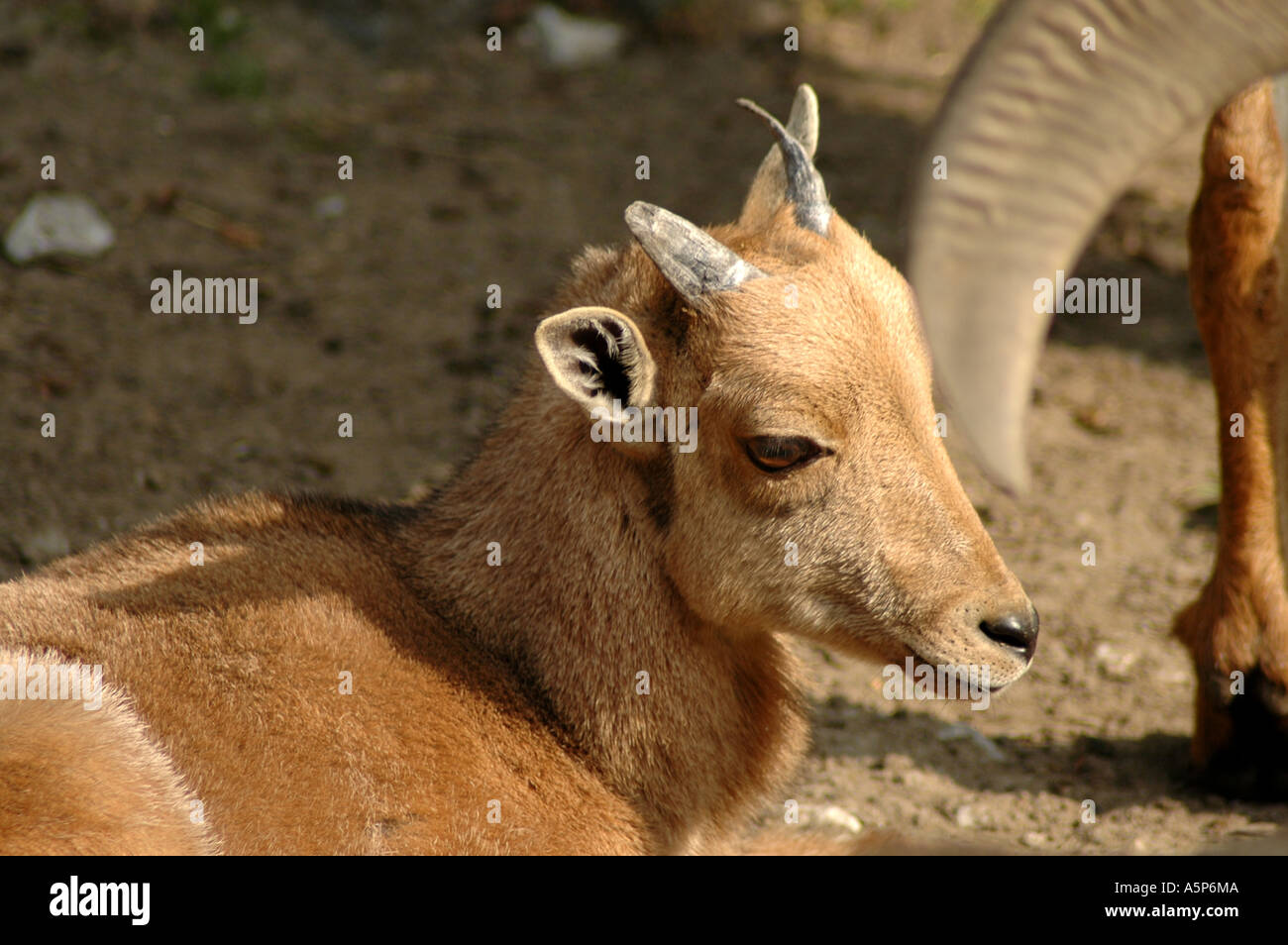 Ammotragus Lervia Mähnenspringer auch Aoudad oder Arrui genannt Stockfoto