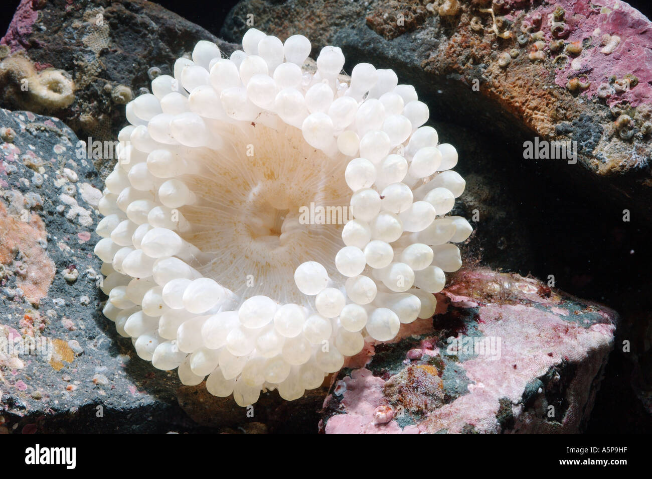 Weiße Form neuer Arten von North Pacific Sea Anemone Cribrinopsis Actiniaria Leben zwischen den Steinen Disk stumpfe Tentakeln Stockfoto