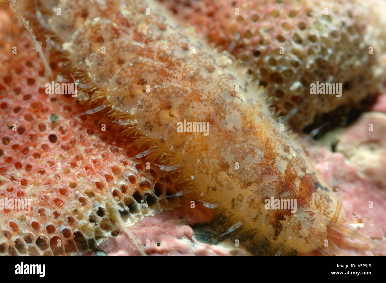 Nahaufnahme von Polychaeta Harmothoe Imbricata kriechen auf eine Kolonie von Bryozoonbänke (Moss Tier, Meer-Matten). Unterwasser, North Pacific Stockfoto
