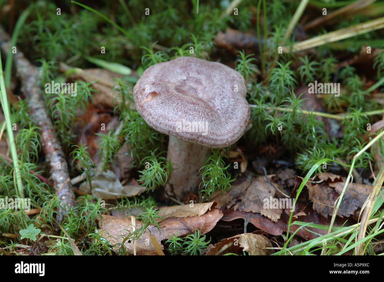 Essbare Pilze wachsen im Wald. Artname ist Lactarius flexuosus Stockfoto