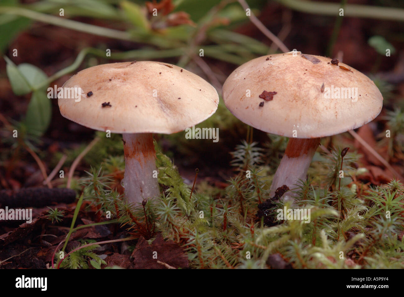 Zwei Fliegenpilze (Pilz, Pilze) in das Moos im Wald wächst Stockfoto
