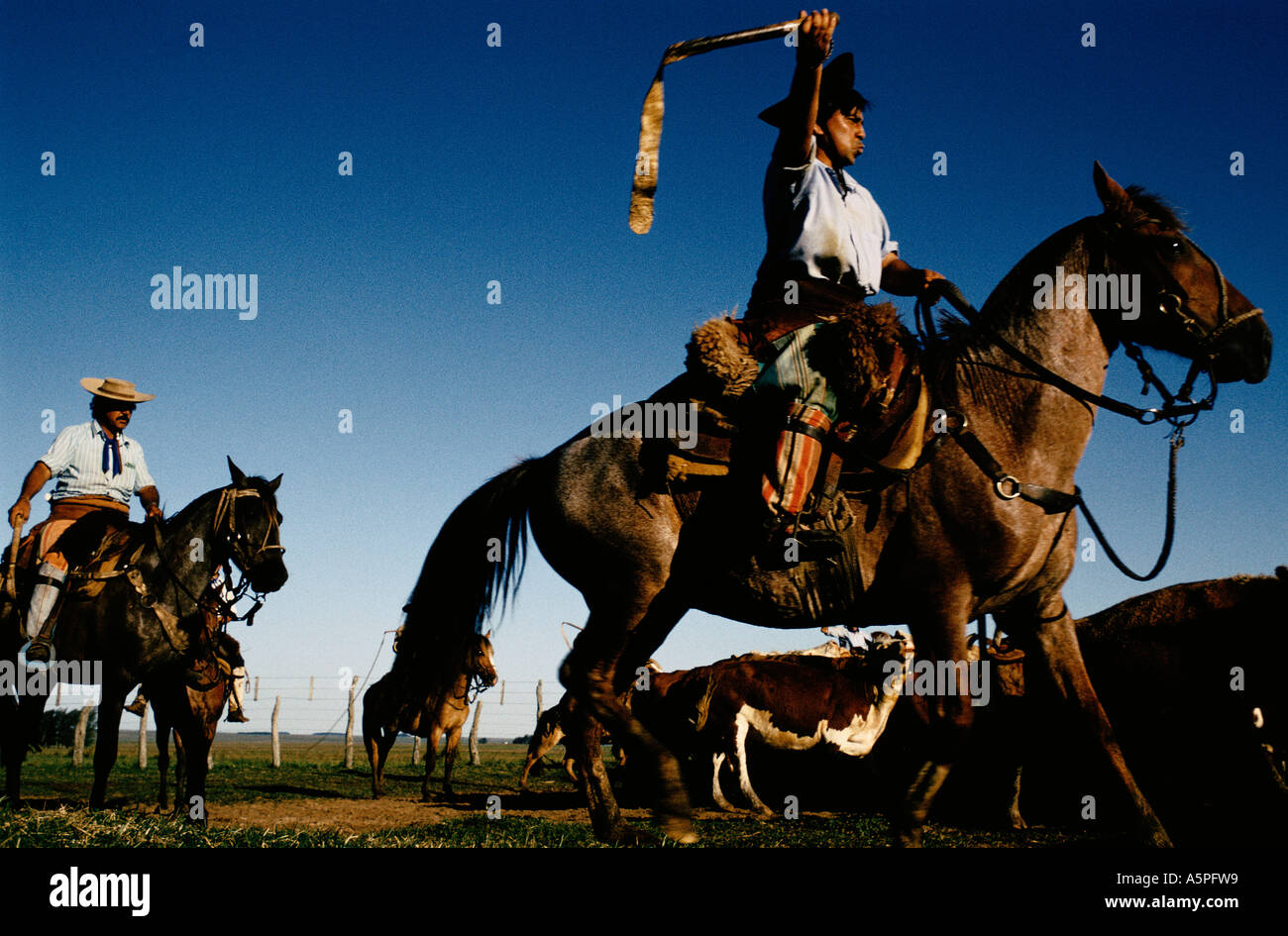 GAUCHOS HEREFORD-RINDER HÜTEN, IN EINEN CORRAL-STIFT-LA ESTELLA BAUERNHOF, ARGENTINIEN Stockfoto