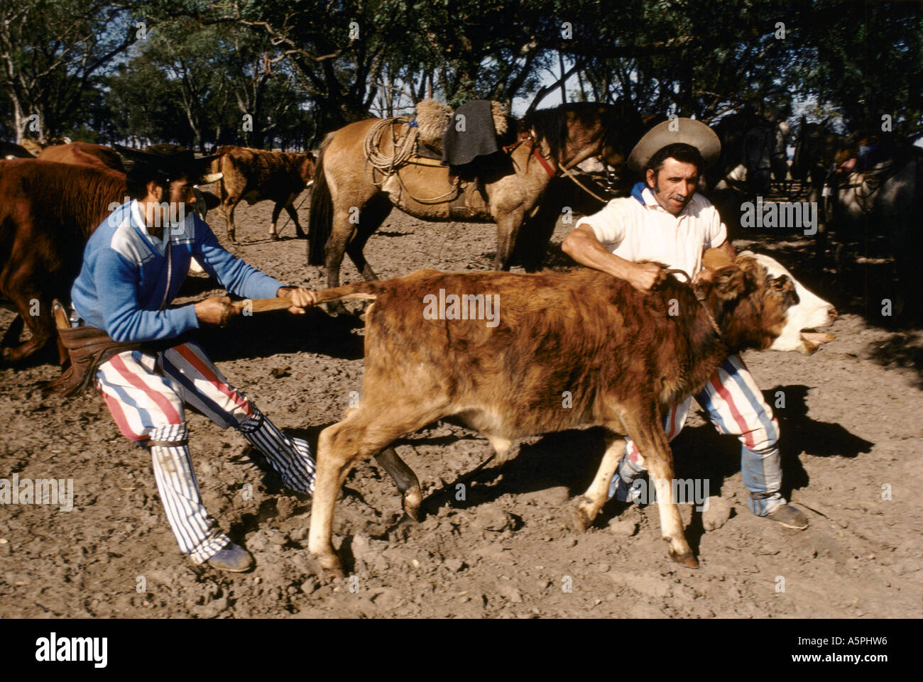 Cattle castration -Fotos und -Bildmaterial in hoher Auflösung – Alamy