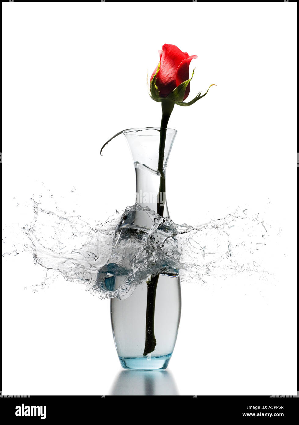 Explodierende Vase mit roten rose Stockfoto