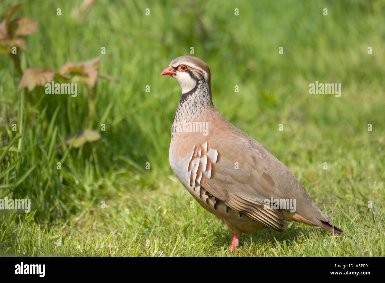 Rot-Legged Rebhuhn Alectoris Rufa Norfolk UK Stockfoto