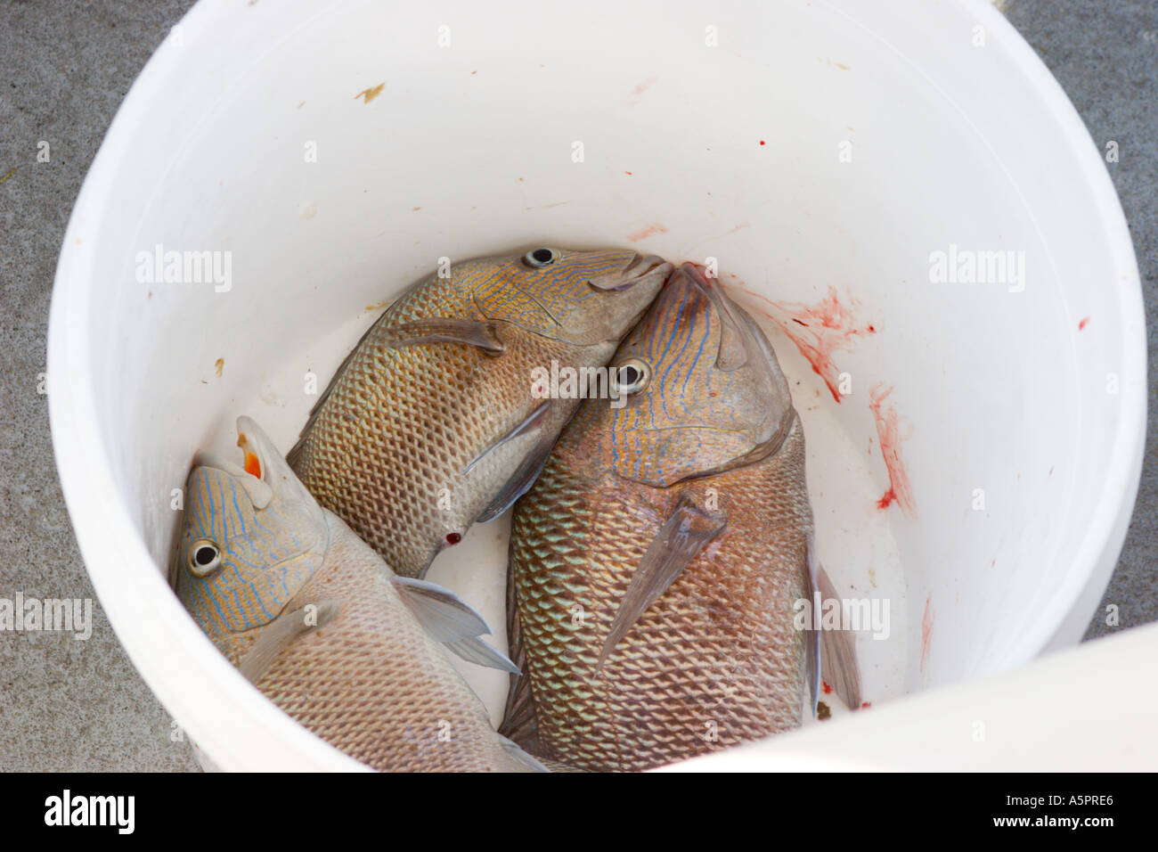 Eimer mit Fisch gefangen auf Offshore-Angeltour auf Charterboot aus Tarpon Springs Florida USA im Golf von Mexiko Stockfoto