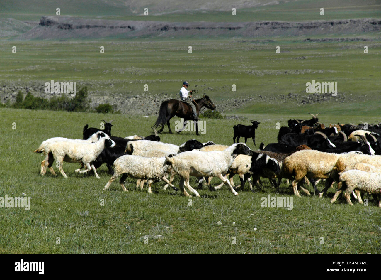 Kind auf einem Pferd ist Mongolei Schafe hüten. Stockfoto