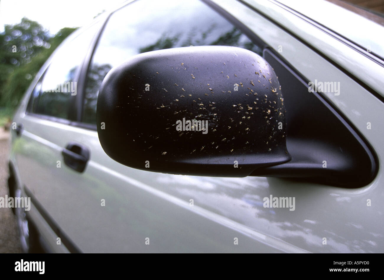 Fliegen und andere Insekten zerquetscht auf einem Auto-Tür-Spiegel Stockfoto