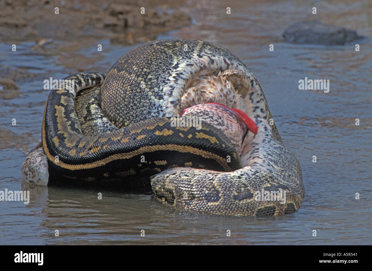 African Rock Python Python Sebae schlucken White Pelican Schlange Tod Tötung Stockfoto
