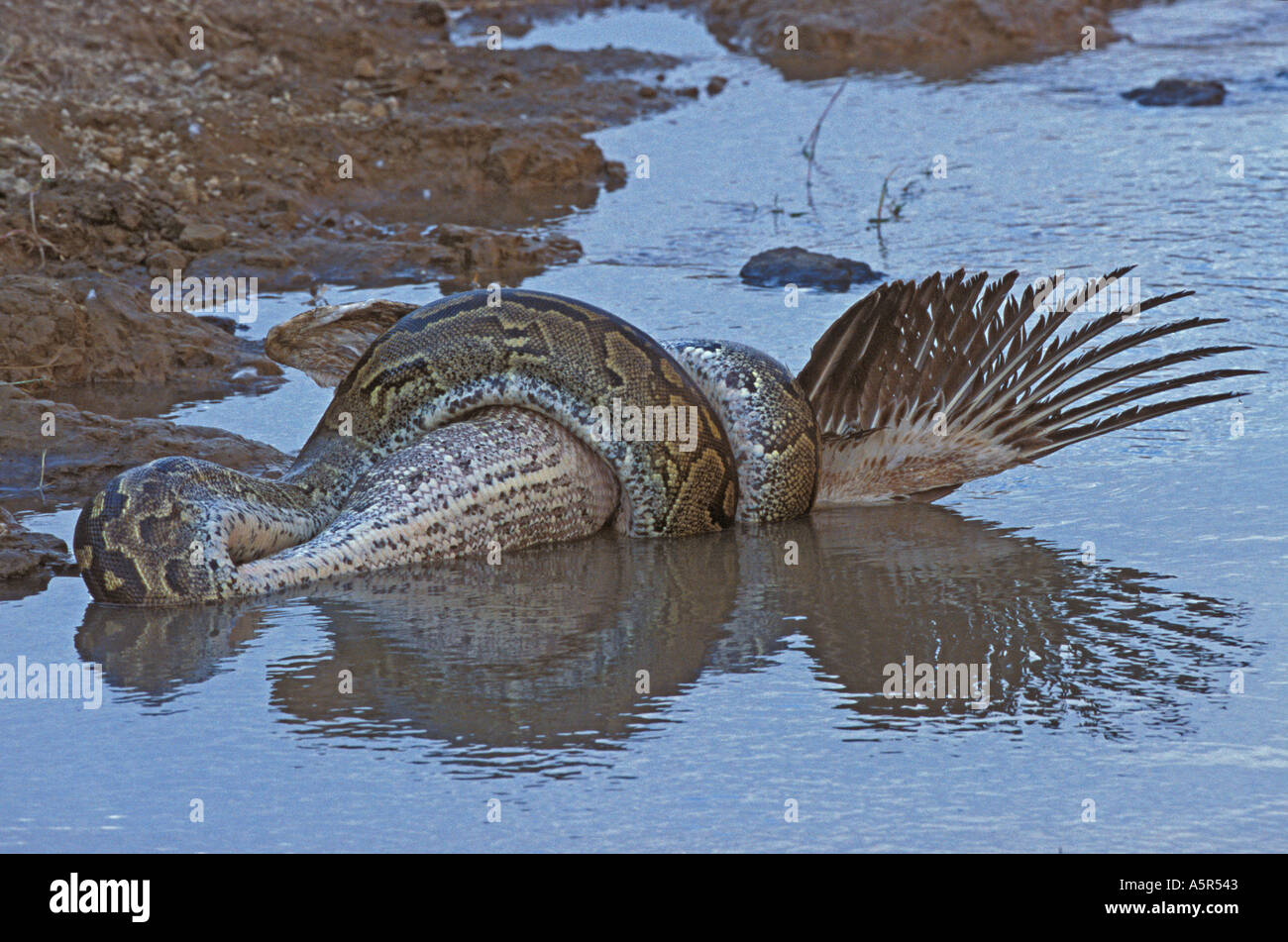 African Rock Python Python Sebae schlucken White Pelican Schlange Tod Tötung Stockfoto