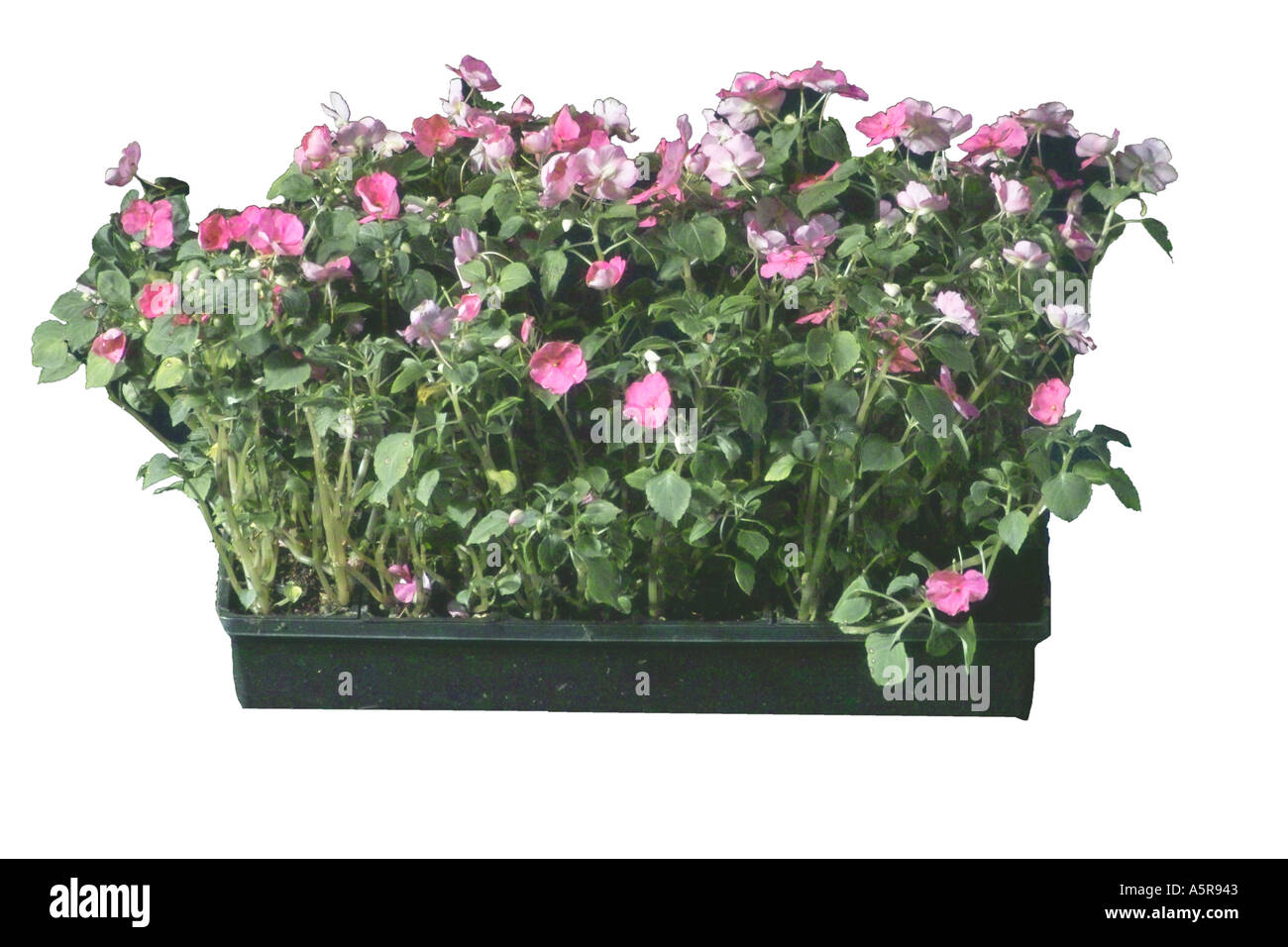 Pink Impatiens Vinca Blumen Stockfoto