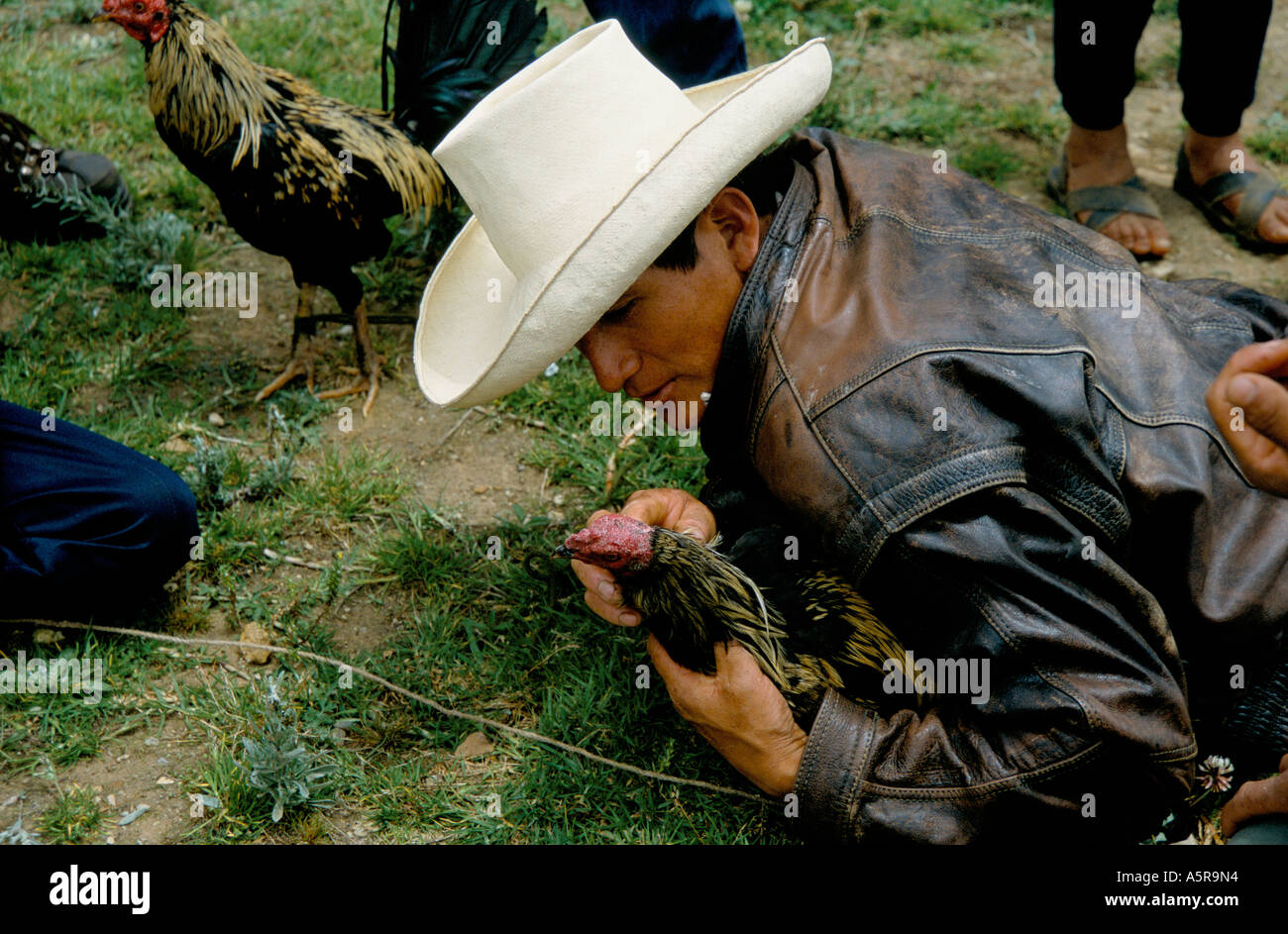 Cockfighting Stockfotos Und Bilder Kaufen Alamy