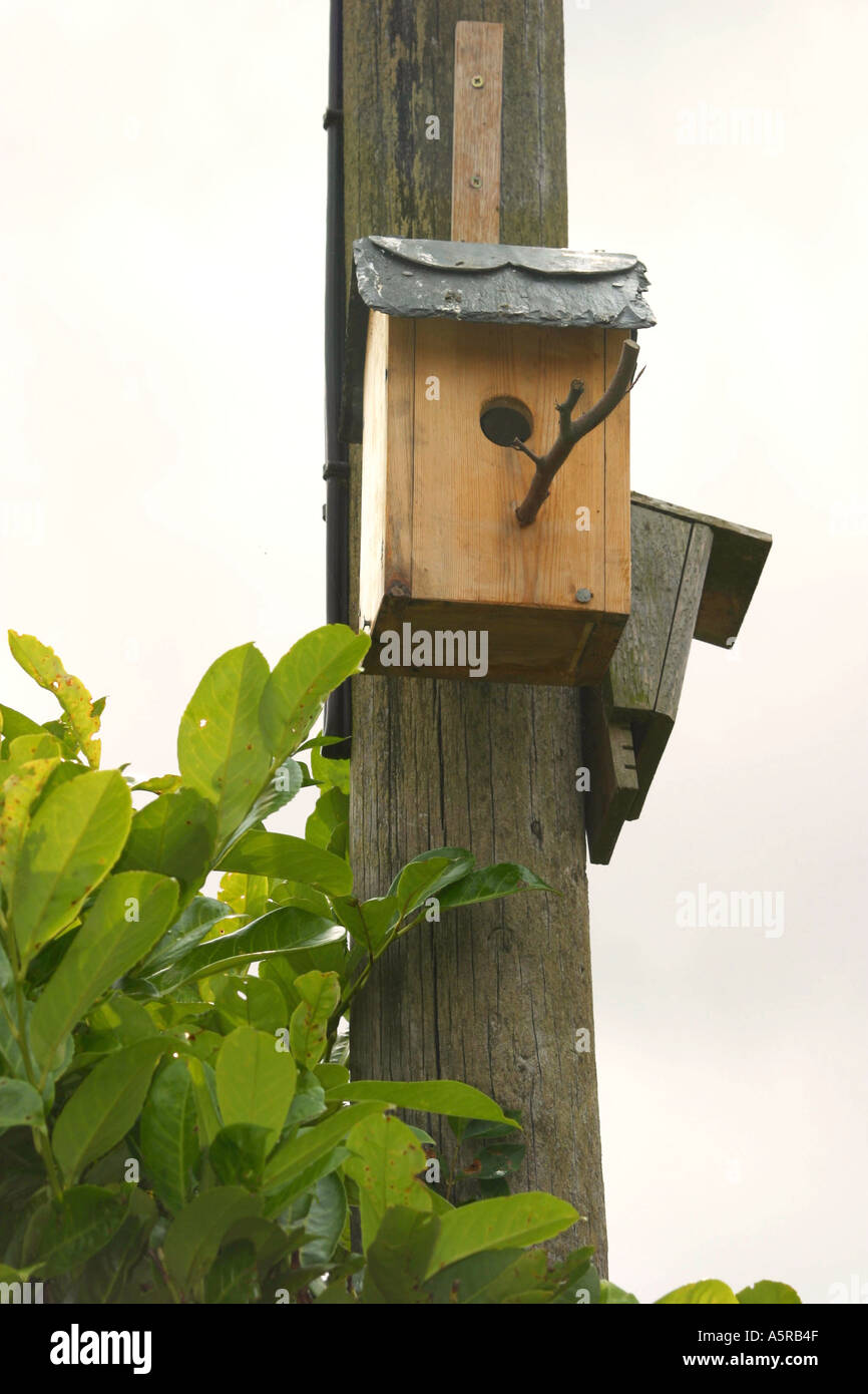 Hölzerne Vogel-Kasten auf Telegrafenmast Stockfoto