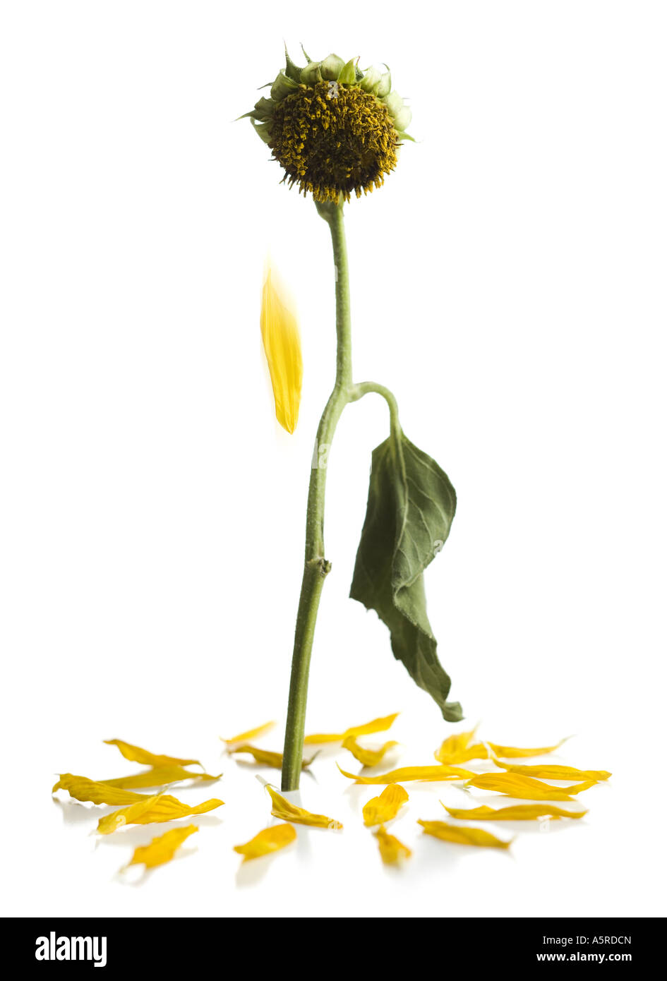 Die letzte Blüte Herabfallen von einer toten Sonnenblume Stockfoto