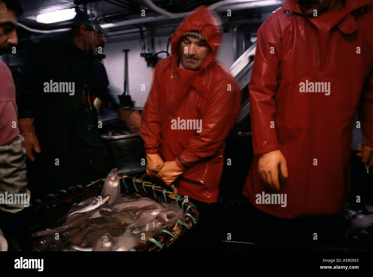 GALIZISCHEN FISCHWIRTSCHAFT, CAPA PERREIRA CRESPO UND WASCHEN DEN FISCH NACH ENTKERNUNG AN BORD DES RIO DA BOUZA TRAWLERS CARRAZELAS, Stockfoto