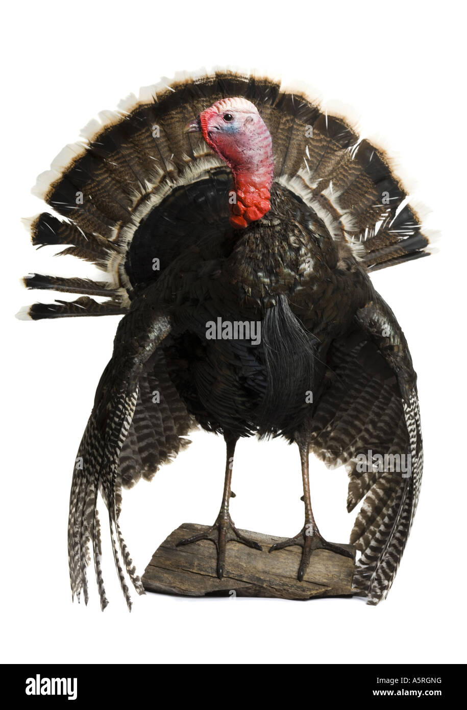 Nahaufnahme einer Türkei Stockfoto