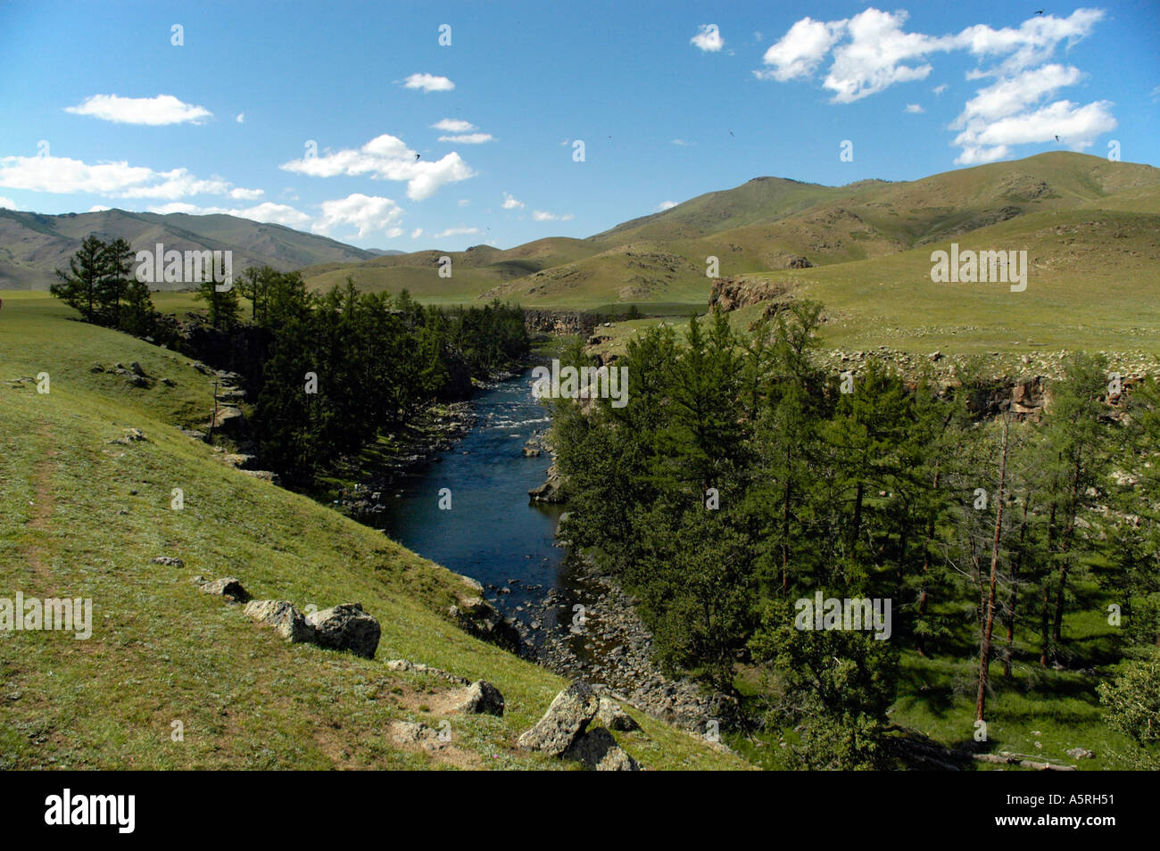 Riverine Wald in Steppenlandschaft Orkhon Fluss Mongolei Stockfoto