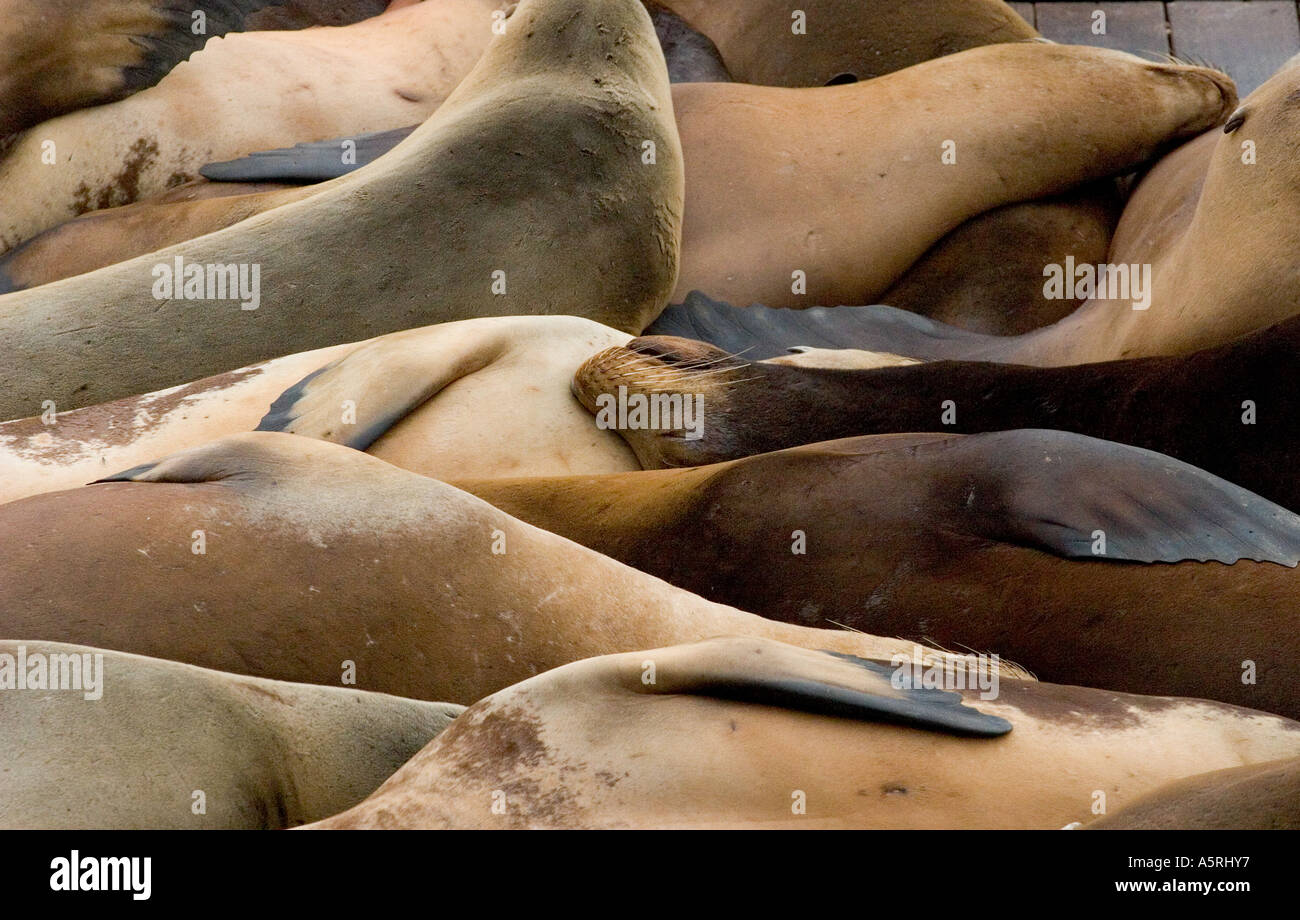 Seelöwen am Pier 39 in San Francisco, USA Stockfoto