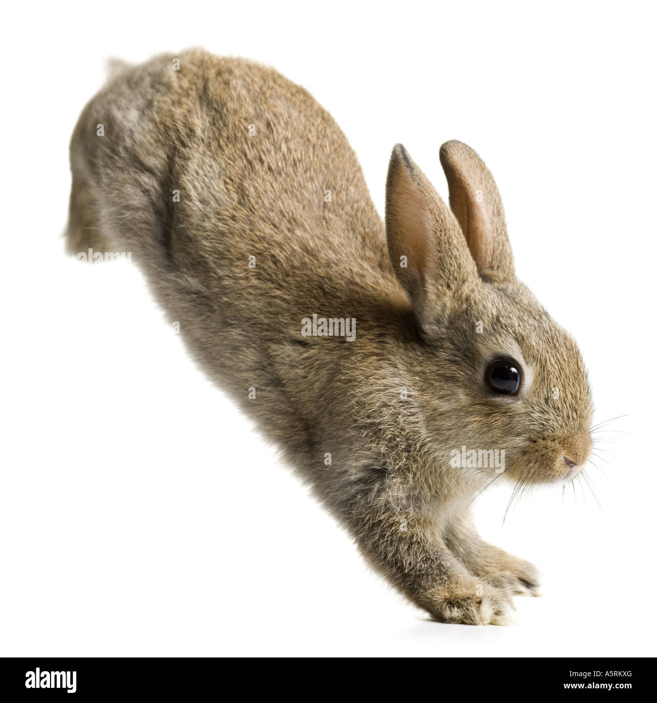 Kaninchen springen Stockfoto