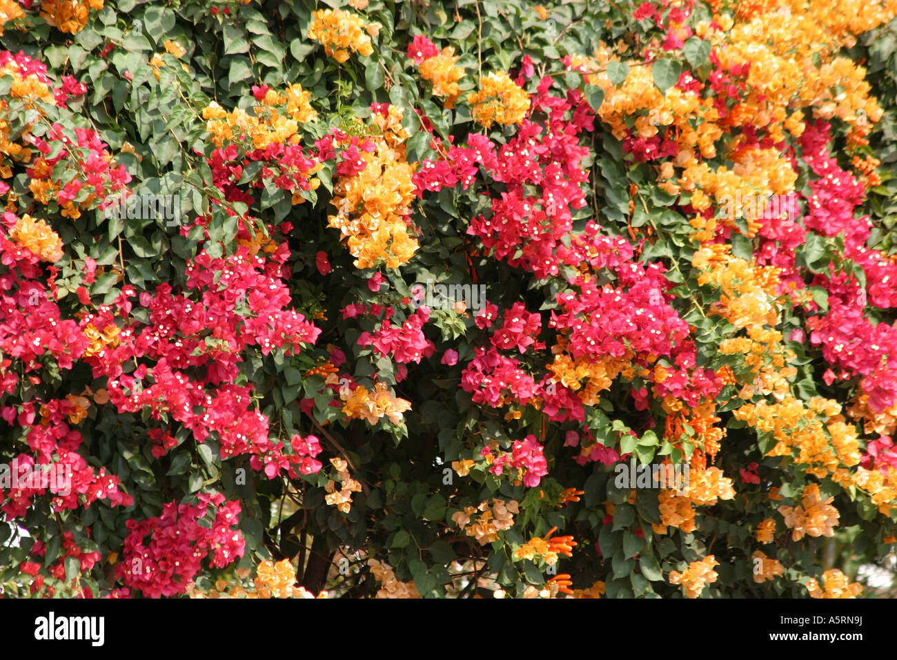 Im Jahre 1768 entdeckt Admiral Louis de Bougainvillea beim Segeln im Pazifik die lebhaft bunten Rebe, die heute seinen Namen trägt Stockfoto