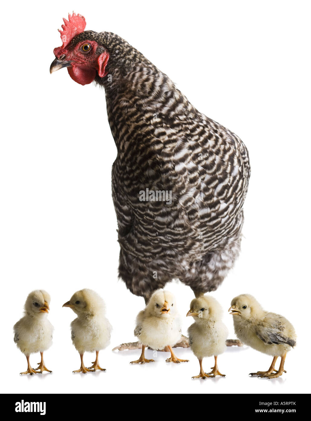 Huhn mit jungen Küken Stockfoto
