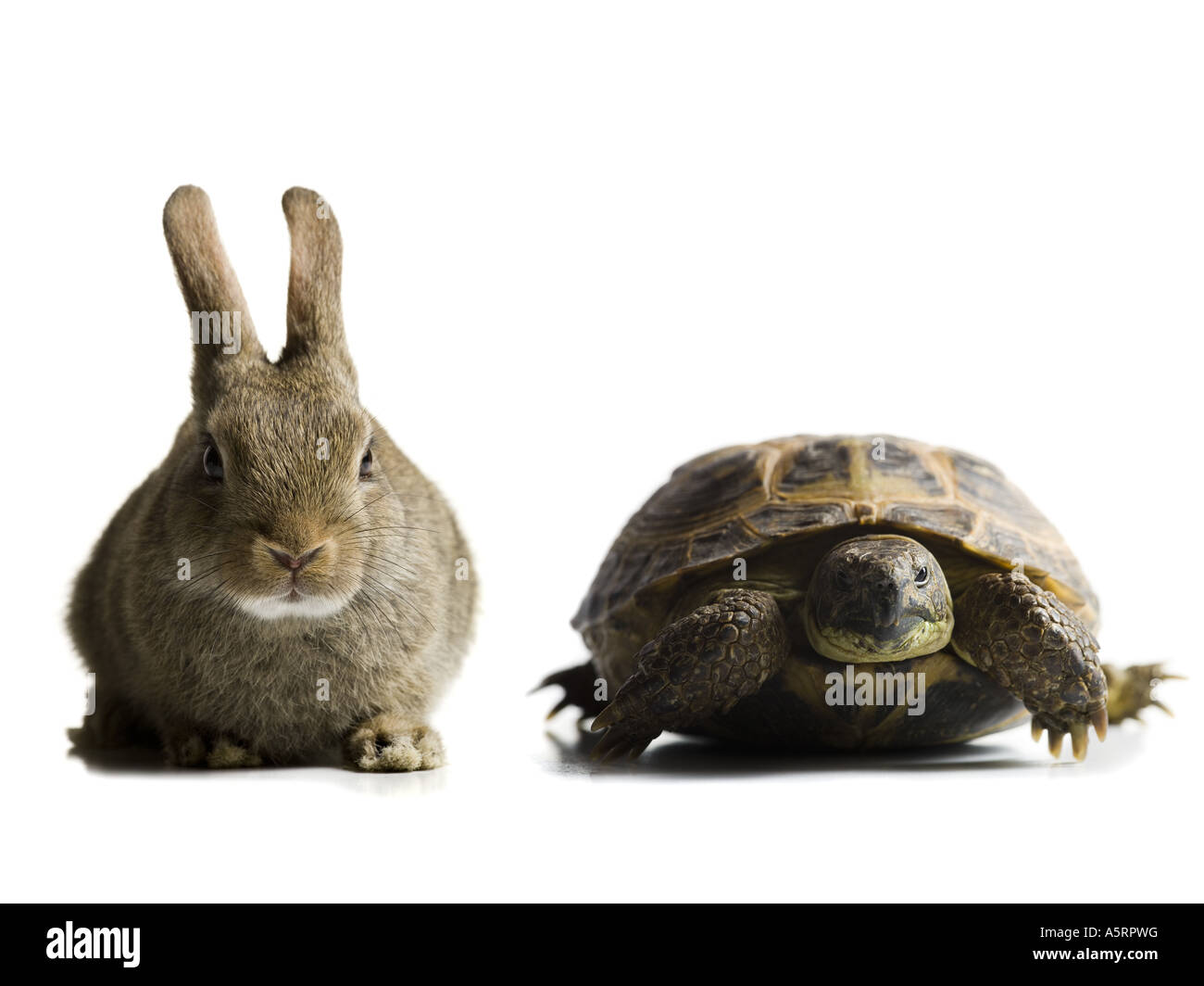 Schildkröte und Hase racing Stockfoto