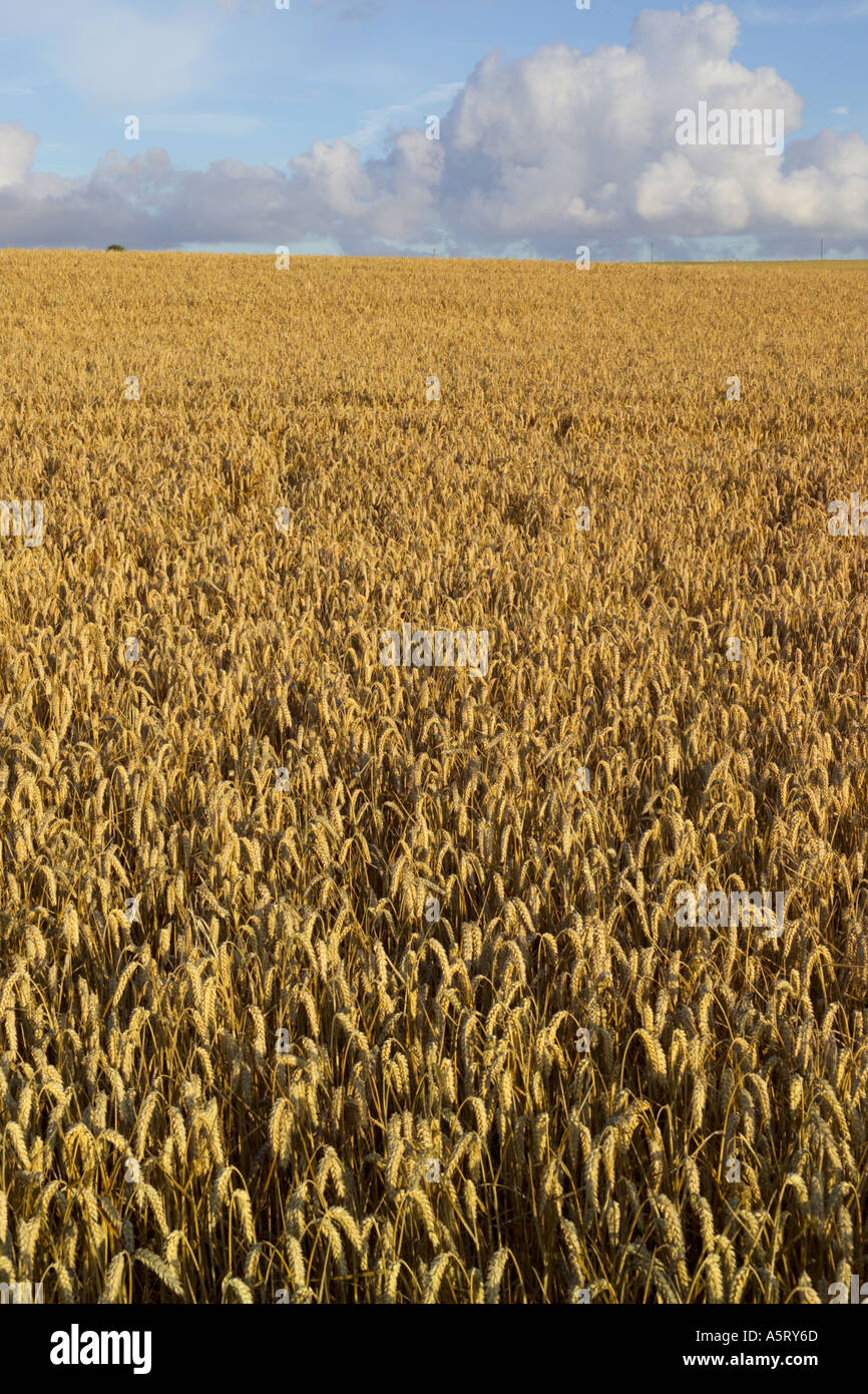 Reife Getreidefelder Darenth Kent Stockfoto