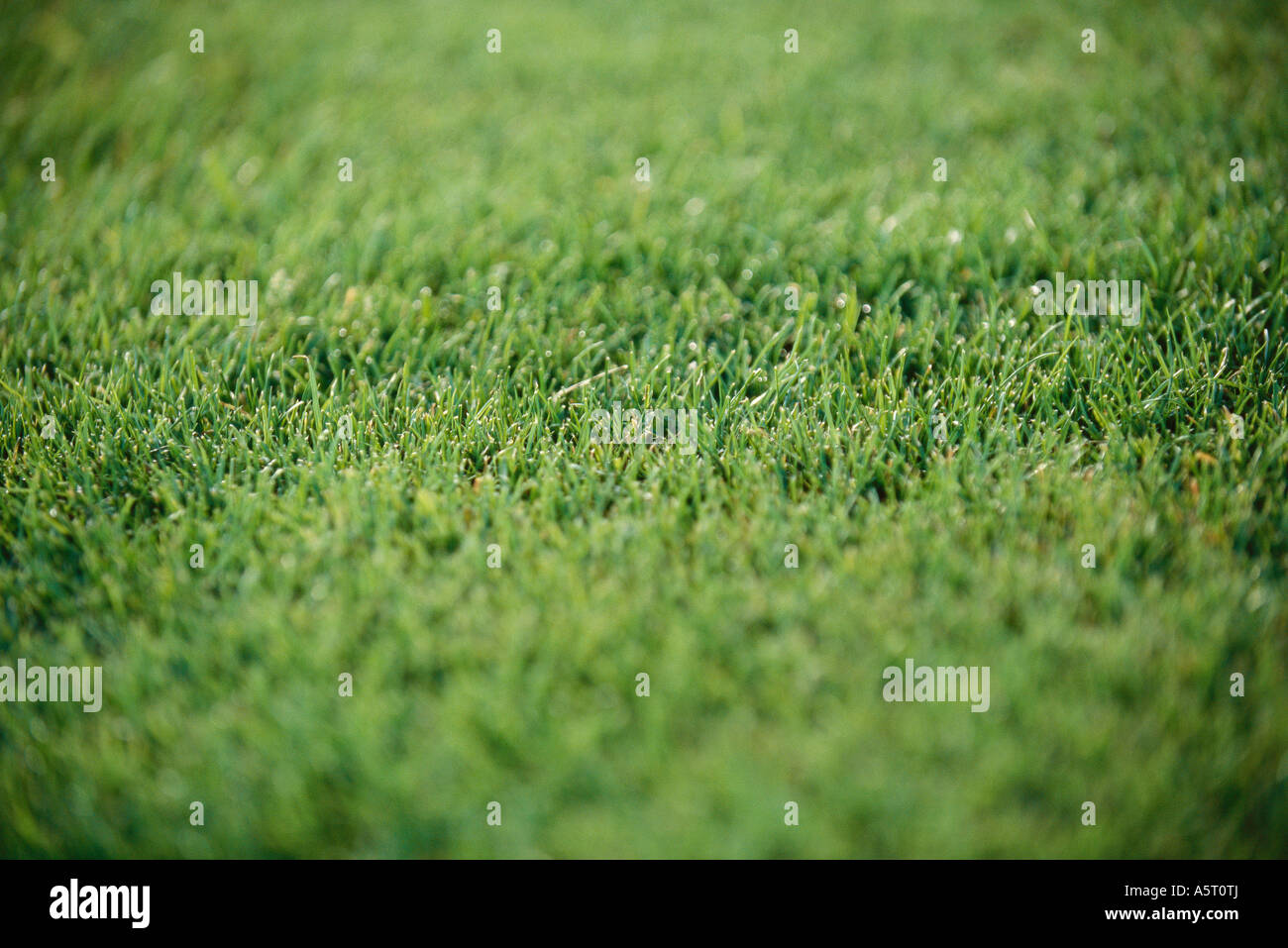 Grass, full-frame Stockfoto