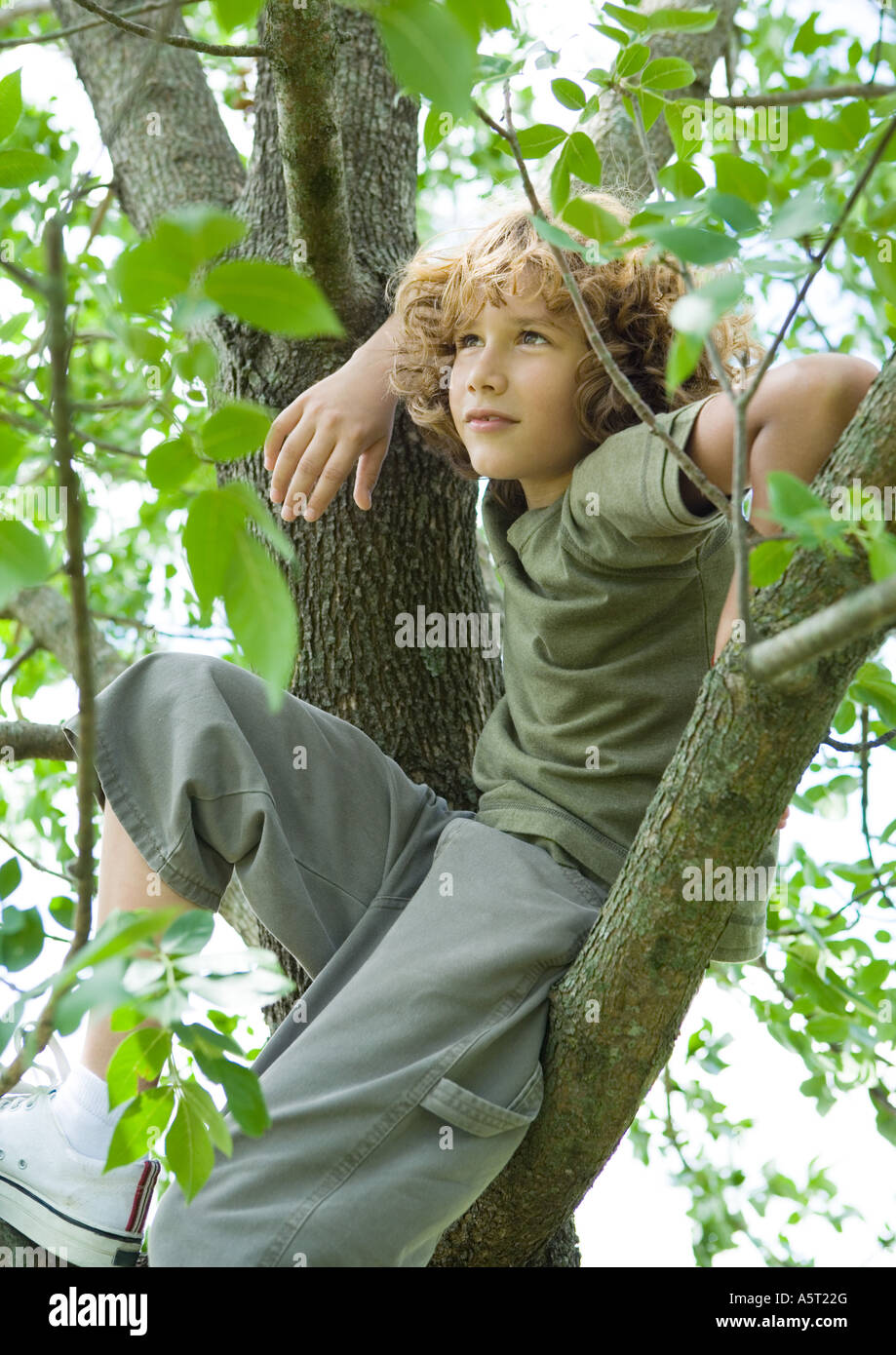 Junge sitzt im Baum Stockfoto